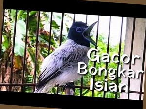 link gacor asia